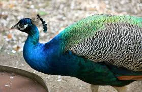 Fažana: Brijuni Islands & Peacock Visit with Optional Lunch