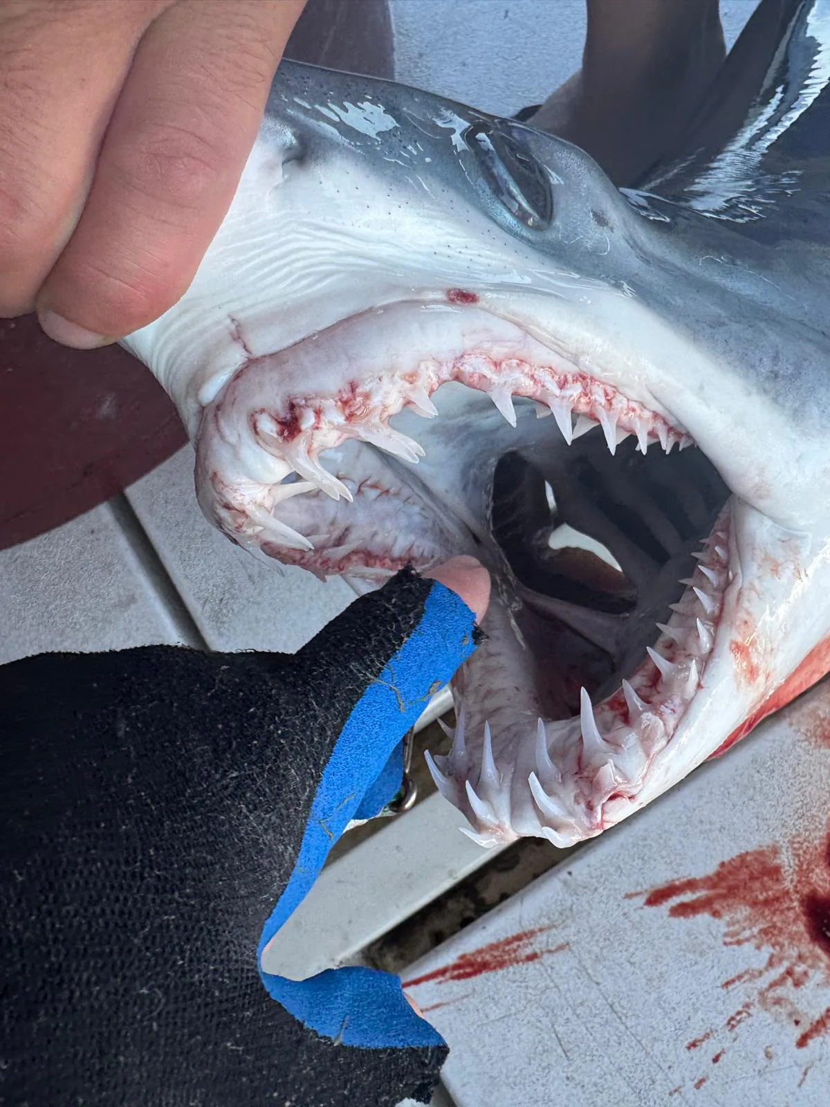 Pula: Raw Adriatic Tuna & Swordfish Fishing Expedition -  Experience The Fisherman Life photo 5