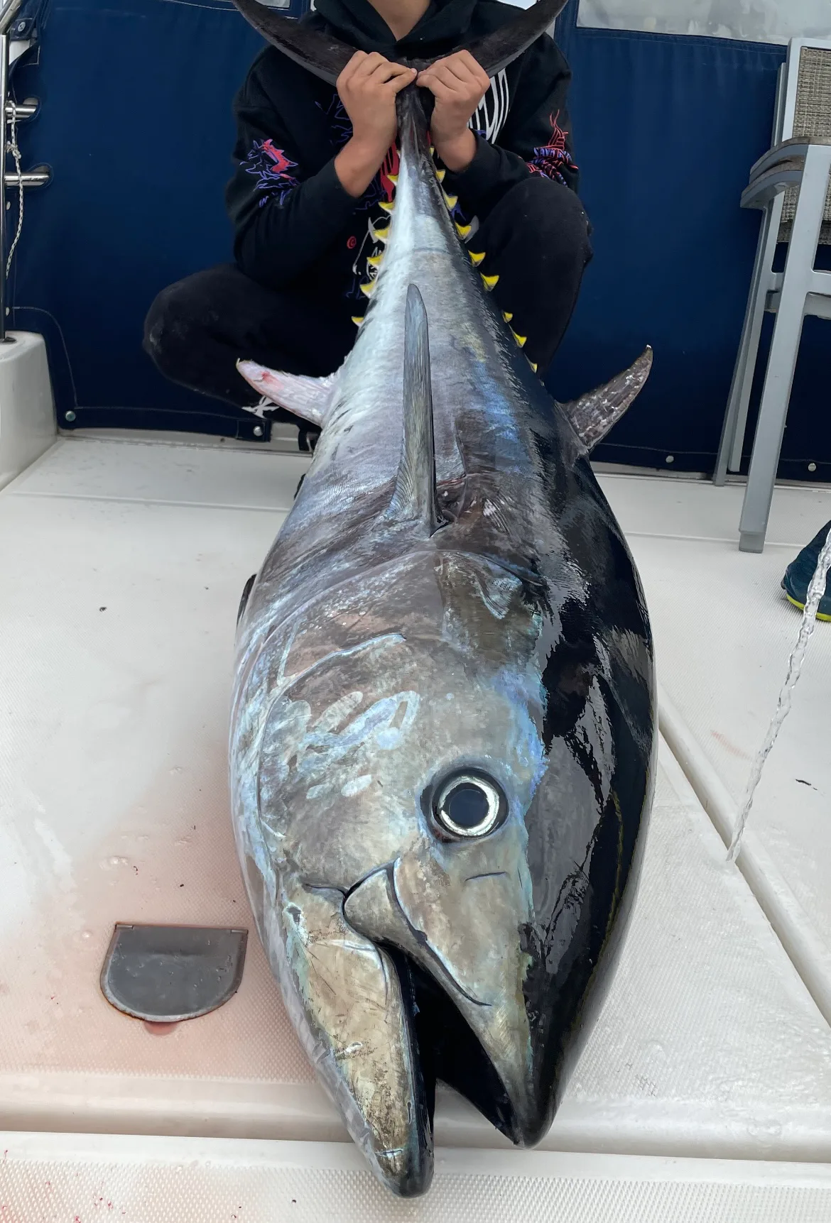 Umag: Big Game Fishing – Adriatic Bluefin Tuna Fishing - Discover the Adriatic Like a Local photo 4