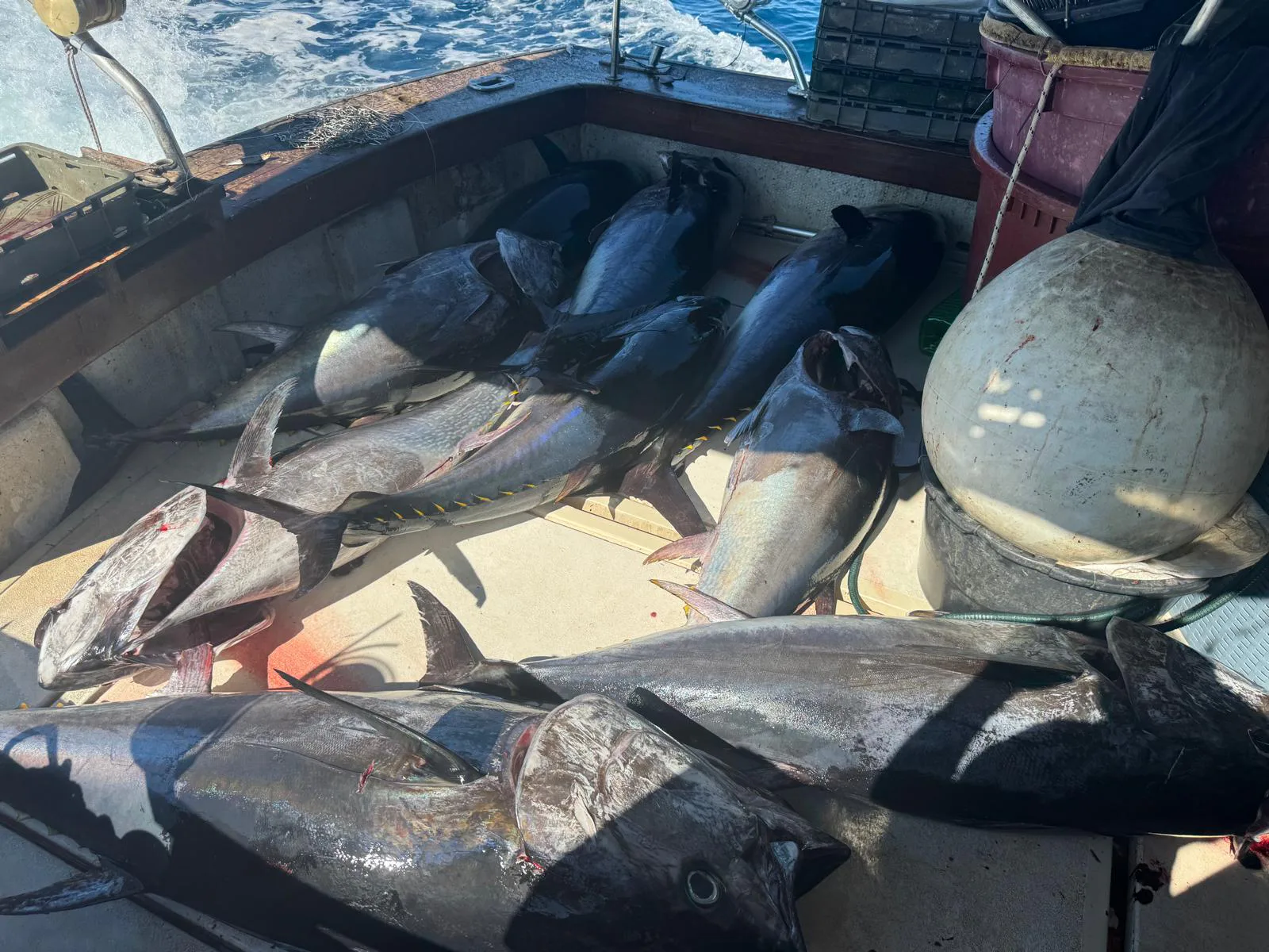 Pula: Raw Adriatic Tuna & Swordfish Fishing Expedition -  Experience The Fisherman Life photo 3